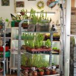 Fleischfressende Pflanzen, Live Übertragung des Bayerischen Rundfunks bei Carnivor-Plants. Fleischfressende Pflanzen, Reportage der Frankenschau Carnivor Plants